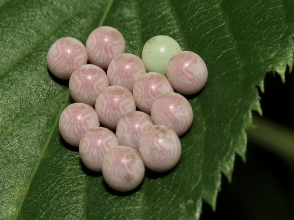 Img 0039