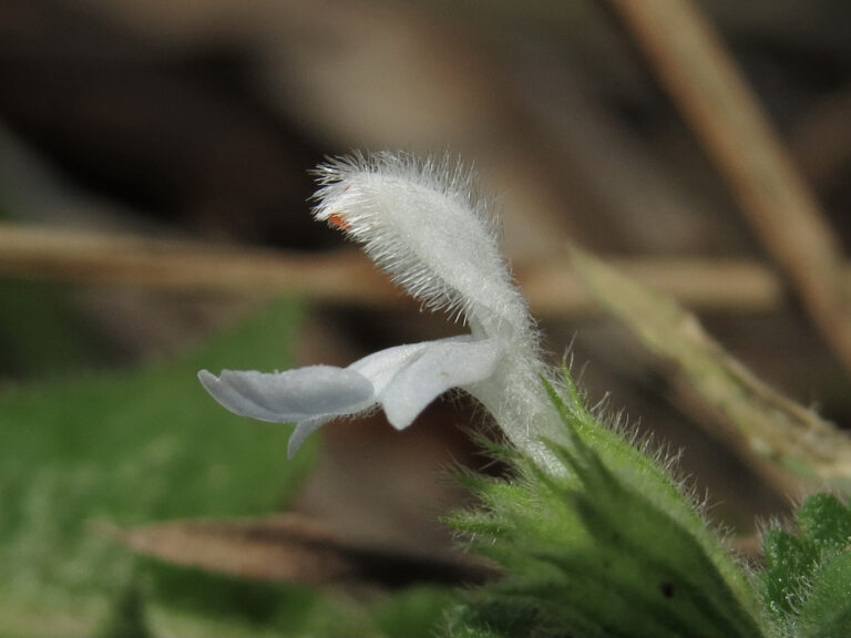 白花草