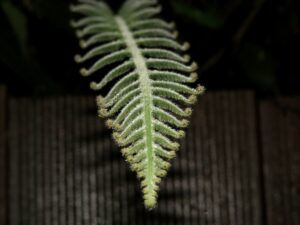 Img 0825