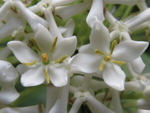白仙丹花