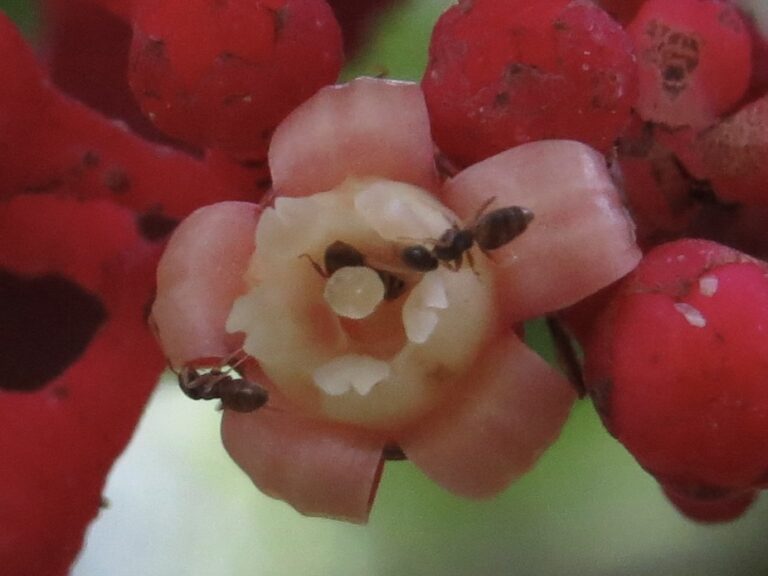 火筒樹