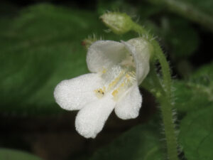玉玲花