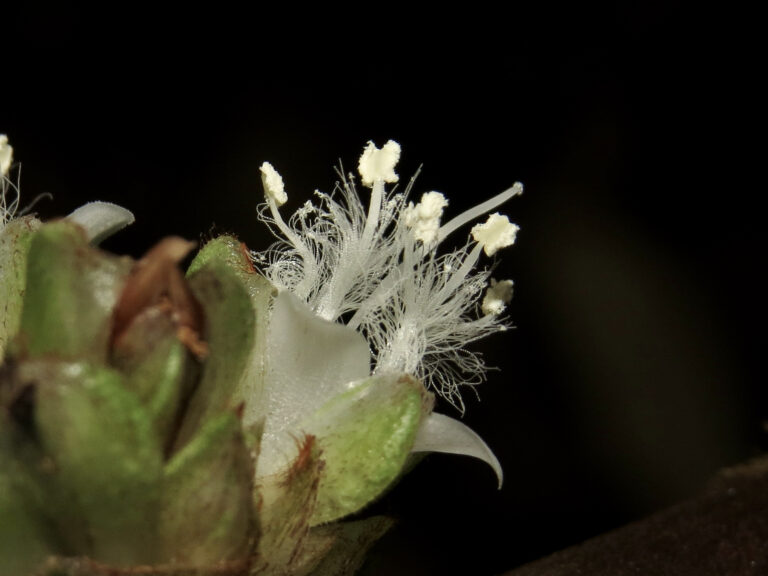 穿鞘花
