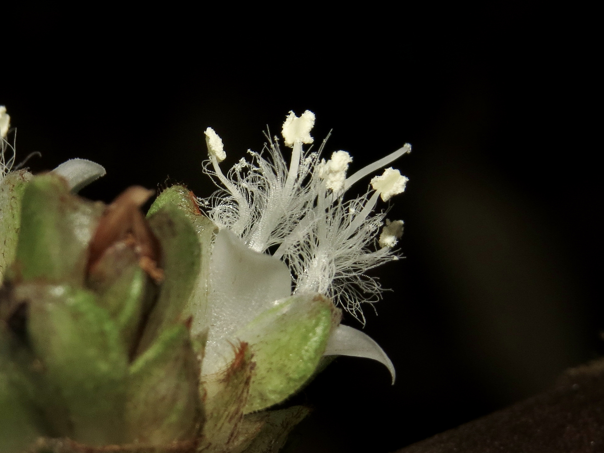 穿鞘花