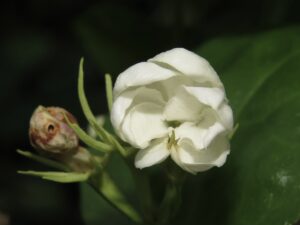 Img 8692