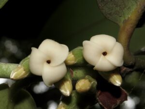 Img 8897