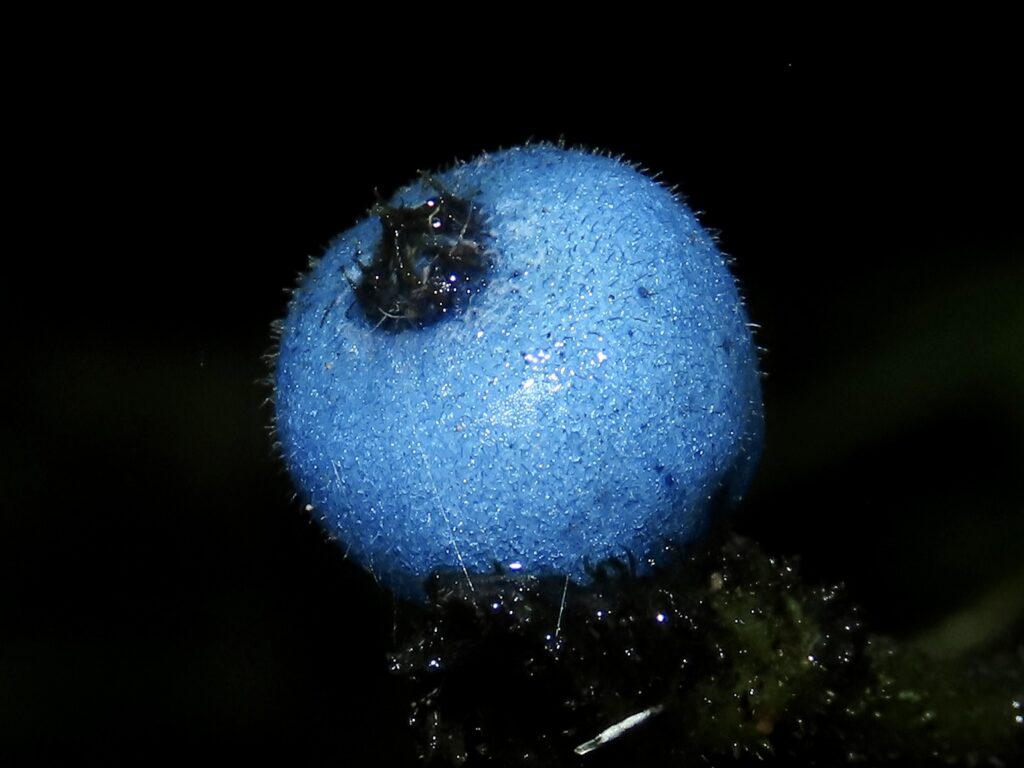 Img 0698